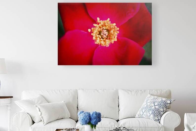 Knockout Roses Macro X100 by Rich Franco