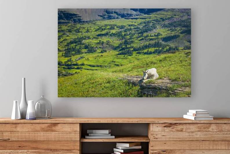 Rocky Mountain Goat Glacier National Park X107  by Rich Franco