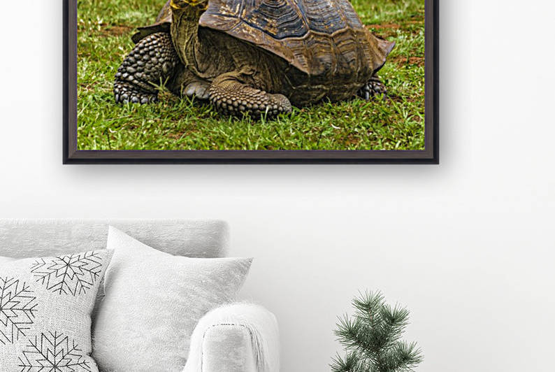 Galapagos Giant Turtle, Ecuador by Daniel Ferreia Leites Ciccarino