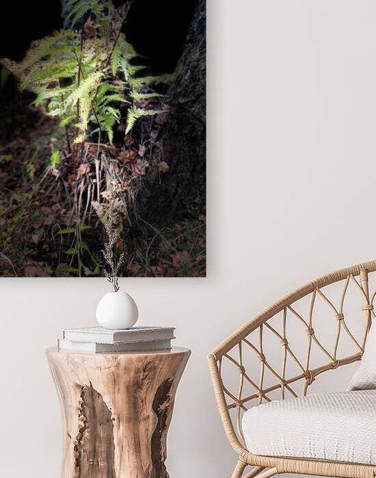  Scenes from the Trail-  Autumnal Woodland Ferns  by Catriona Roberts Nature Photography and Designs