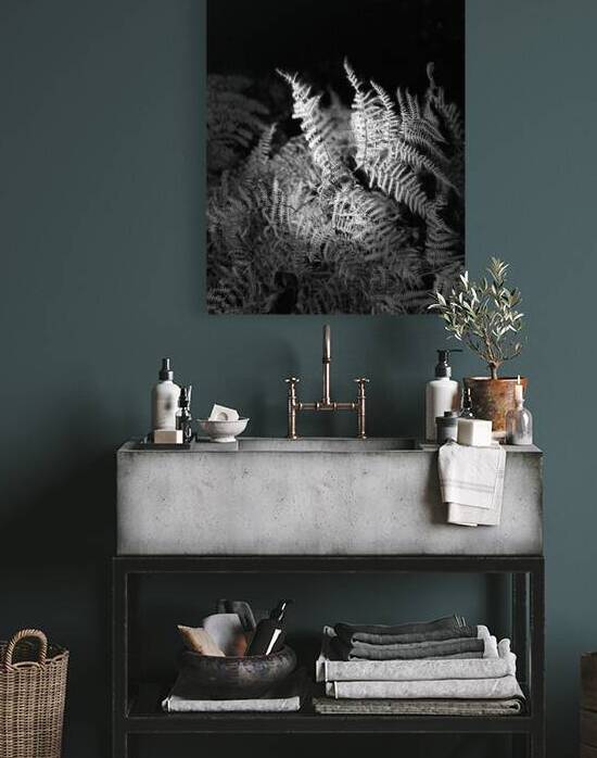  Scenes from the Trail - Autumnal Ferns in Black and White by Catriona Roberts Nature Photography and Designs