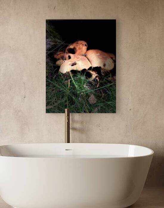  Scenes from the Trail  Mushrooms Too   by Catriona Roberts Nature Photography and Designs