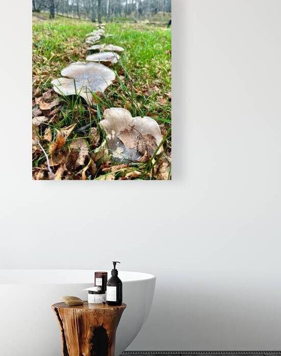 Scenes from the Trail   Mushroom Ground Cover  by Catriona Roberts Nature Photography and Designs