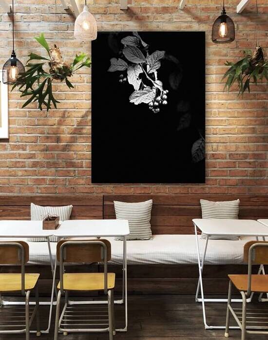 Cotoneaster Tree with Berries in Black and White  by Catriona Roberts Nature Photography and Designs