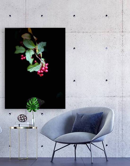 Cotoneaster in the Darkness by Catriona Roberts Nature Photography and Designs