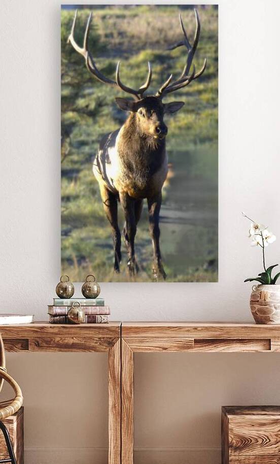 Estes Park Colorado  Big Bull Elk  by Noble Gallery