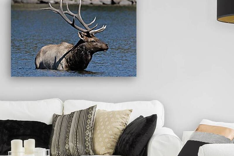Lake Estes Bull Elk  by Noble Gallery