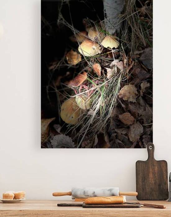 Scenes from the Trail - Birch Tree Mushrooms by Catriona Roberts Nature Photography and Designs