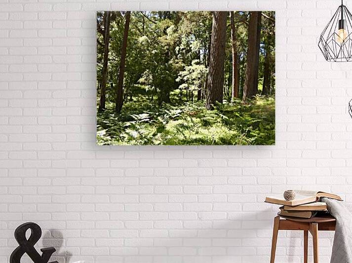  Impressionistic Scottish Woodland in the Sun by Catriona Roberts Nature Photography and Designs