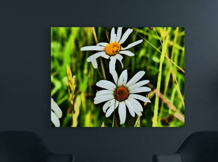 Daises in the Scottish Highlands  by Catriona Roberts Nature Photography and Designs
