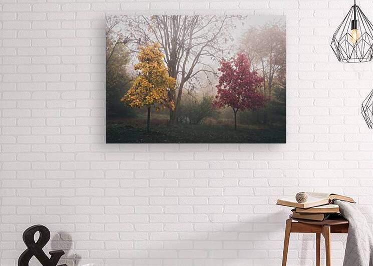 Yellow and Red Trees in Autumn Fog by Jason Fink