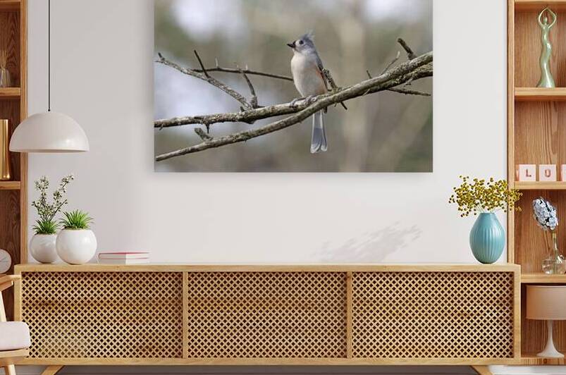 Tufted Titmouse Perched by Deb Oppermann