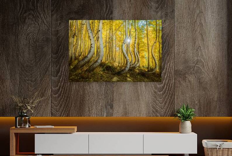 Curves of Nature by Greg Westbrook