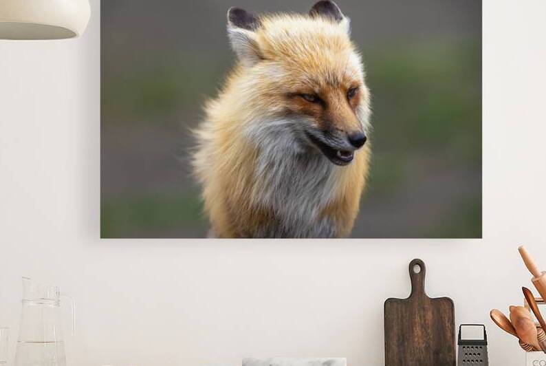 Sly Glance by Greg Westbrook