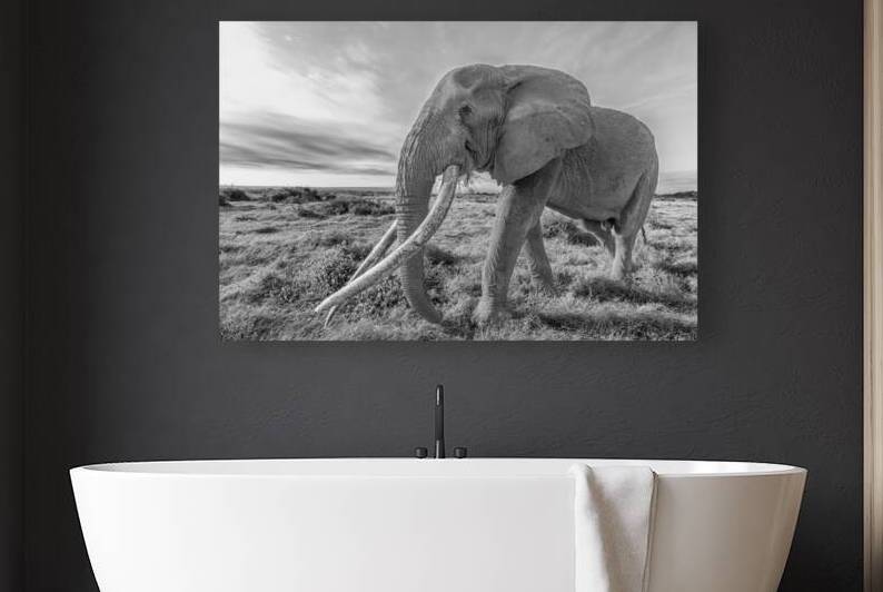 The Wise Wanderer by Greg Westbrook