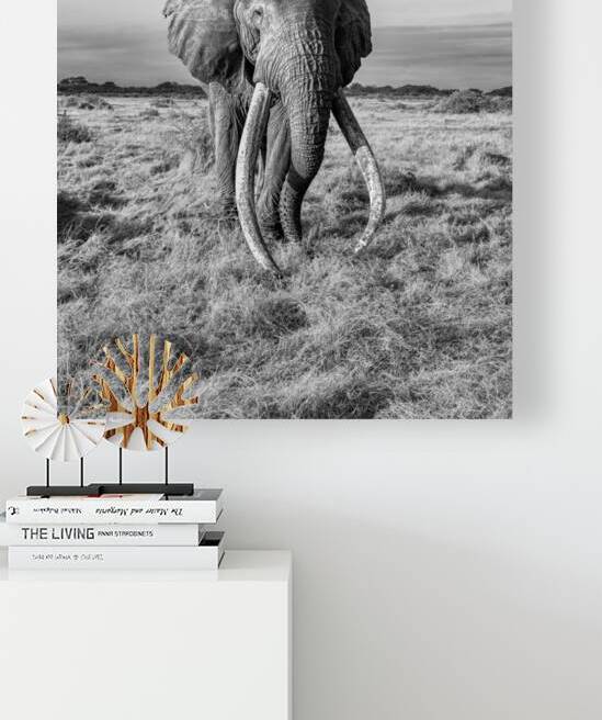 Monarch of the Savannah by Greg Westbrook