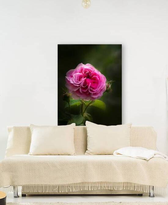 Pink Rose by Joan Han