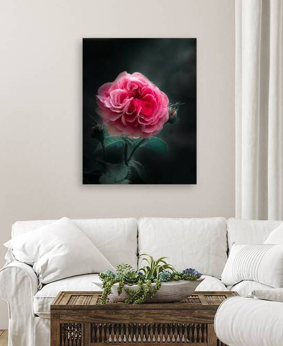 Pink Rose I by Joan Han