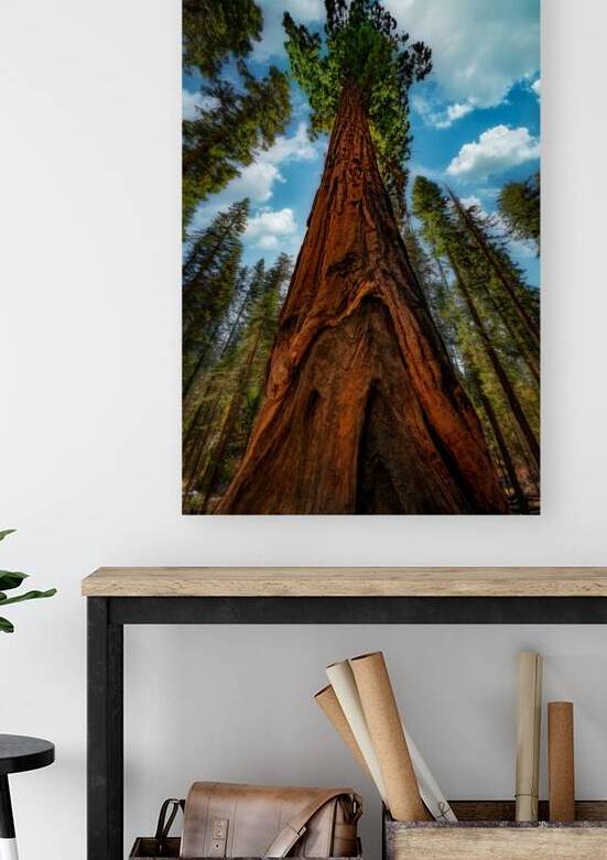 In the Shade of Giants by Rick Berk