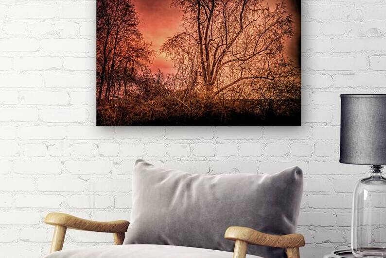 New Orleans Mysterious Trees by Norma Brandsberg Photography