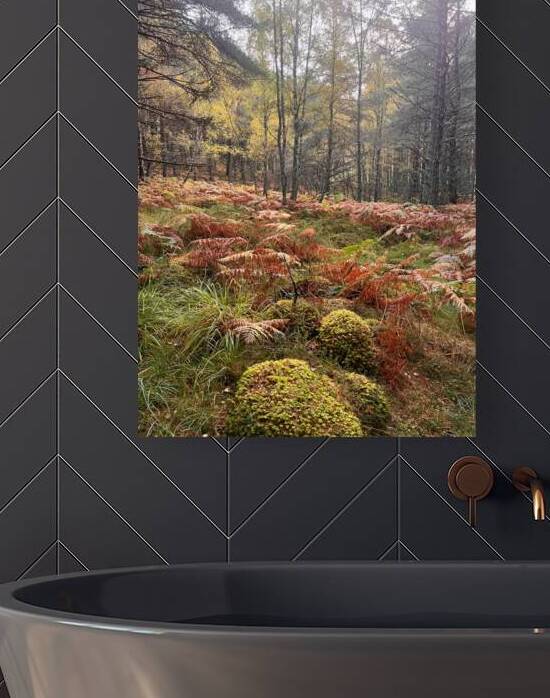 Natures Autumnal Colours in the Scottish Highlands  by Catriona Roberts Nature Photography and Designs