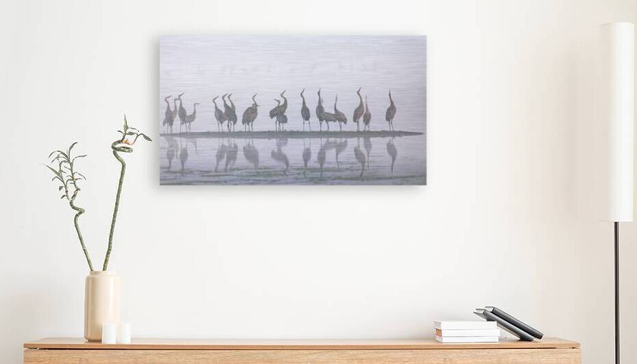 Cranes Looking Up by Joe Riederer