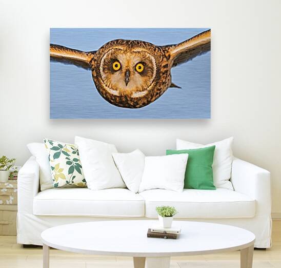 Short-eared Owl Face to Face by Joe Riederer