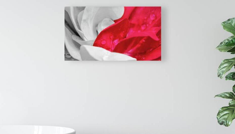 Rosa Revolution by Jason Fink