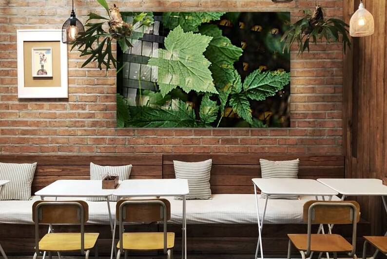 Light hitting Leaf by Images By Jon Evan