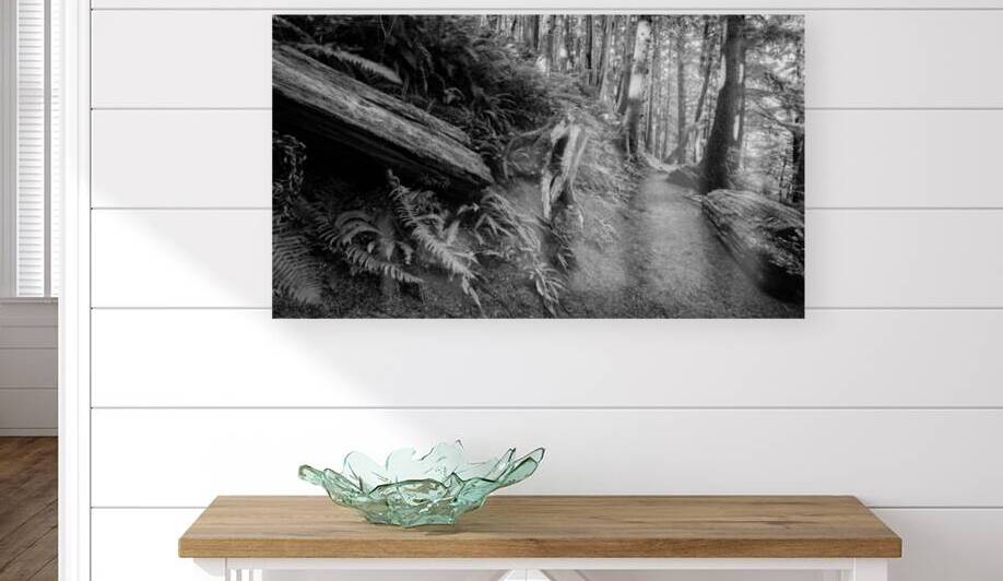 Path in the Oregon Forest by Images By Jon Evan