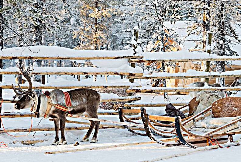 Santa reindeer sleigh by DELPHIMAGES