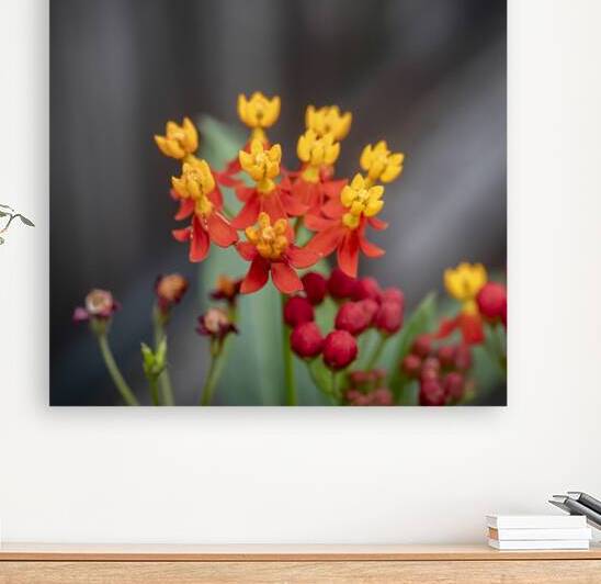 Milkweed Flowers X113 by Rich Franco