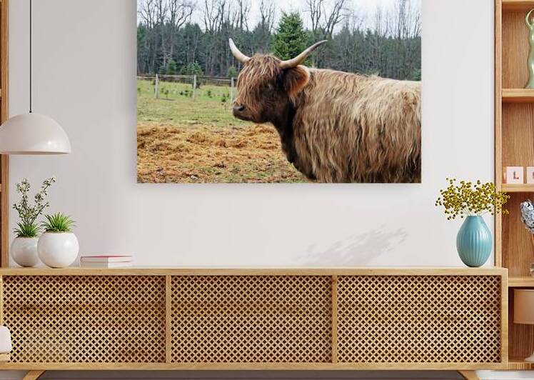 Highland Coo by Deb Oppermann