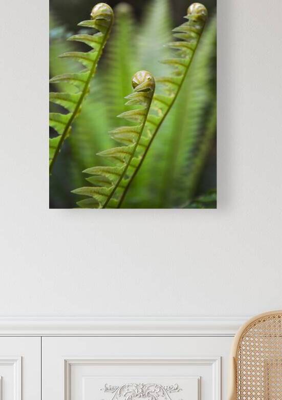 Young ferns in a forest New Zealand by DELPHIMAGES