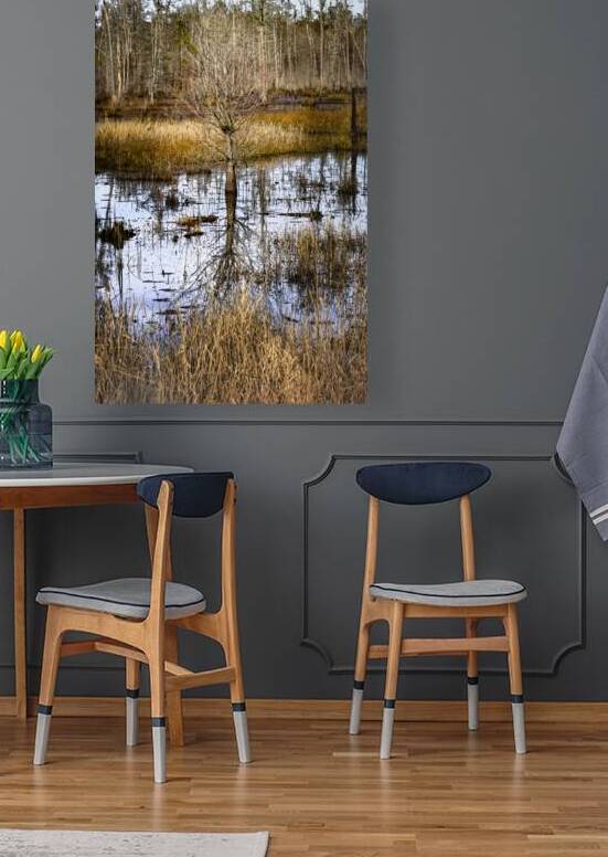 South Carolina Cypress Wetlands by Norma Brandsberg Photography