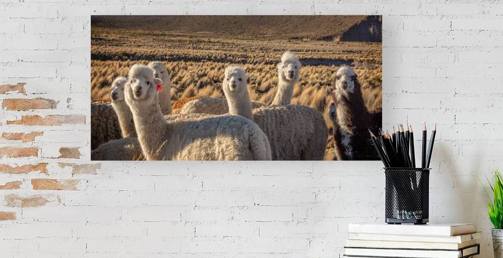 Cute and curious alpacas by DELPHIMAGES