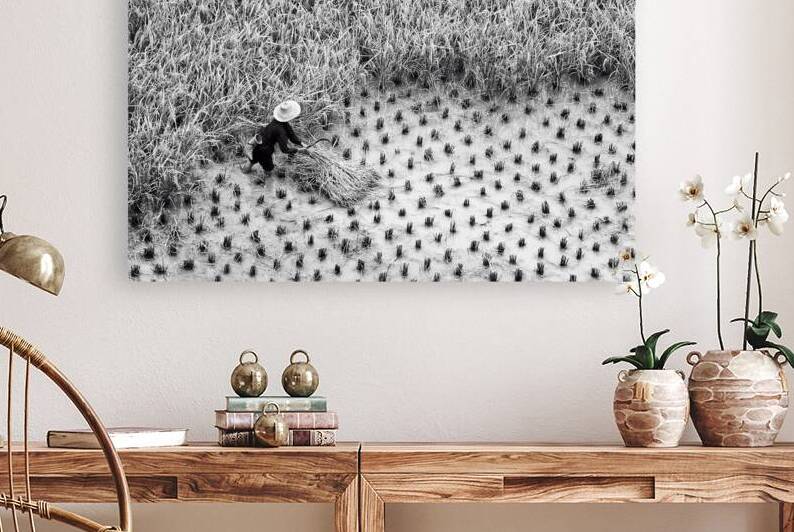 Rice harvest scene in China black and white by DELPHIMAGES