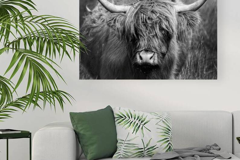 Highland cow black and white portrait by DELPHIMAGES