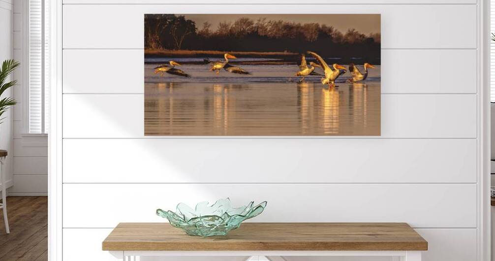 White Pelicans Walking on Water by Norma Brandsberg Photography