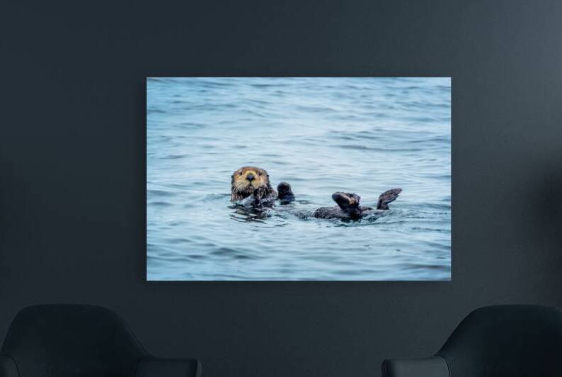 Sea otter naptime by DELPHIMAGES