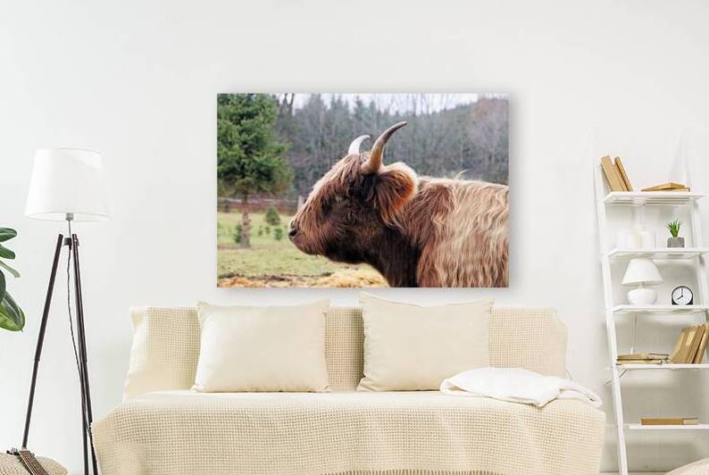 Highland Cow Portrait by Deb Oppermann