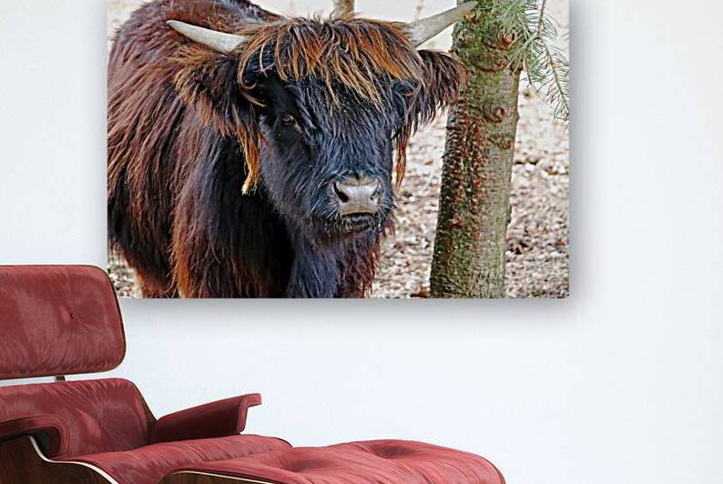 Young Highland Cow Portrait by Deb Oppermann