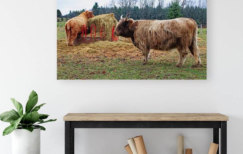 Straw For The Highland Cows by Deb Oppermann