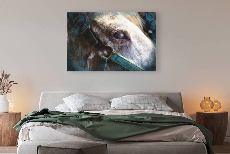 Horse Eye View by HotrodRiley