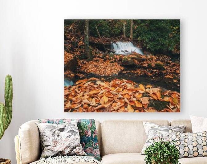 Autumn Elm Leaves on Buck Mountain Creek by Jason Fink