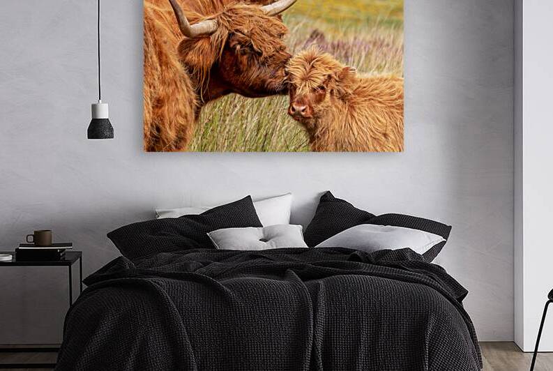 Highland cow and baby calf portrait by DELPHIMAGES