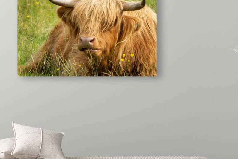 Lying Highland cow by DELPHIMAGES