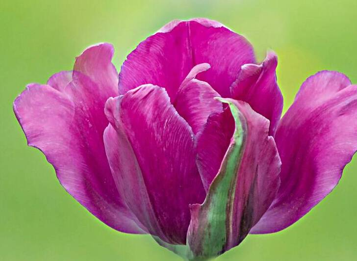 Pink Tulip by Joan Han