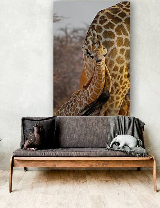 Adorable baby giraffe portrait by DELPHIMAGES