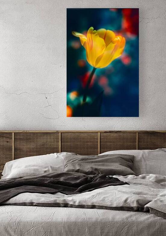 Yellow and Red Tulip  by Joan Han